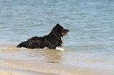 BORDER COLLIE 1610